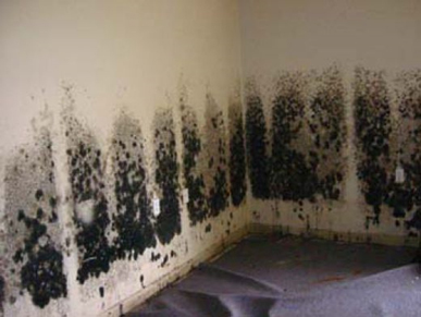 Mold and Mildew Removal Valley Stream,  NY